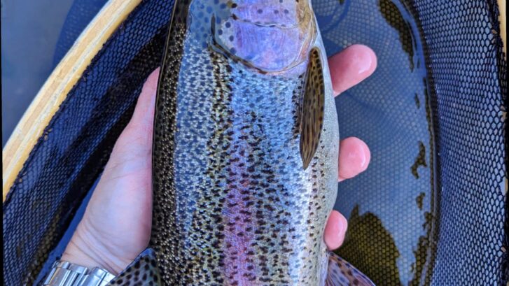 fishing owens river bishop