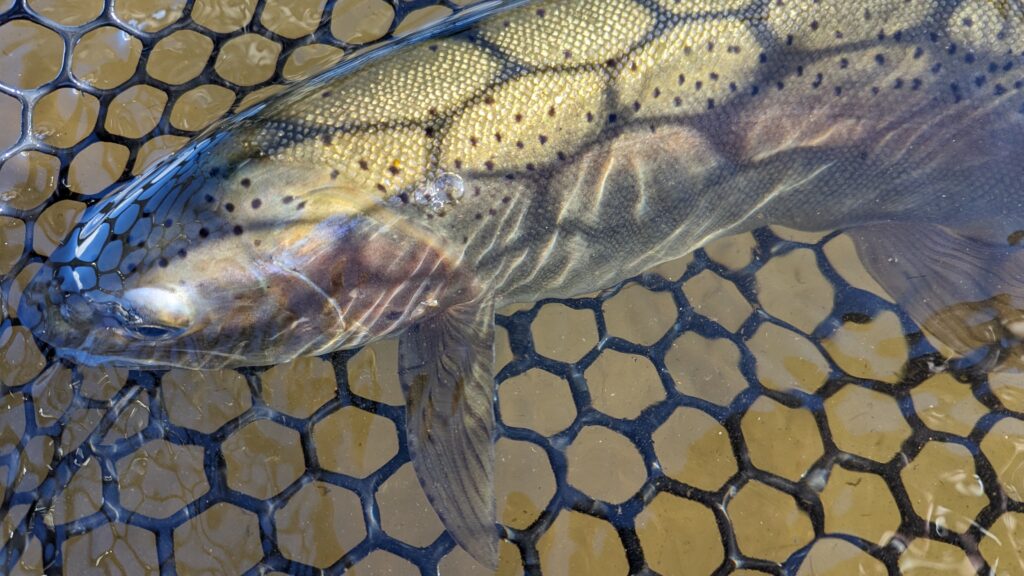 Upper Owens River Rainbow. Mammoth Lakes California