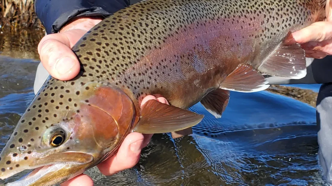 Upper Owens River fly fishing !