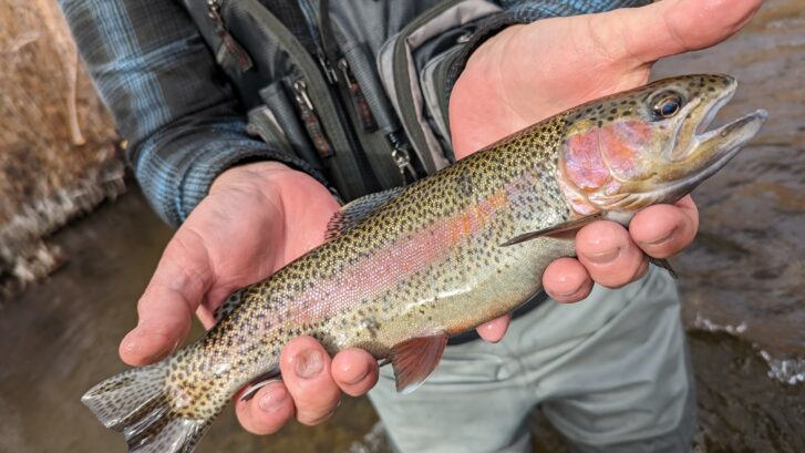 Lower Owens Fly Fishing Report : Bishop CA – 12.18.23
