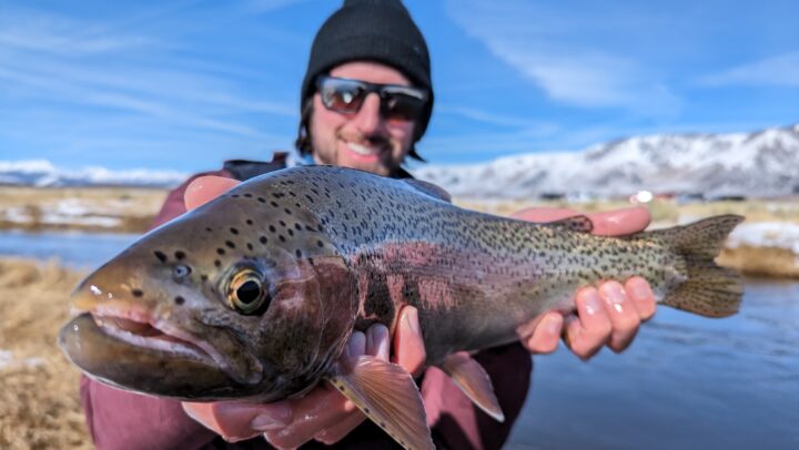 Upper Owens River rainbow trout on a fly rod