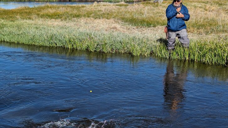 trout hooked near Mammoth lakes CA on the upper Owens river