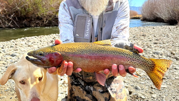 Lower Owens River Fly Fishing
