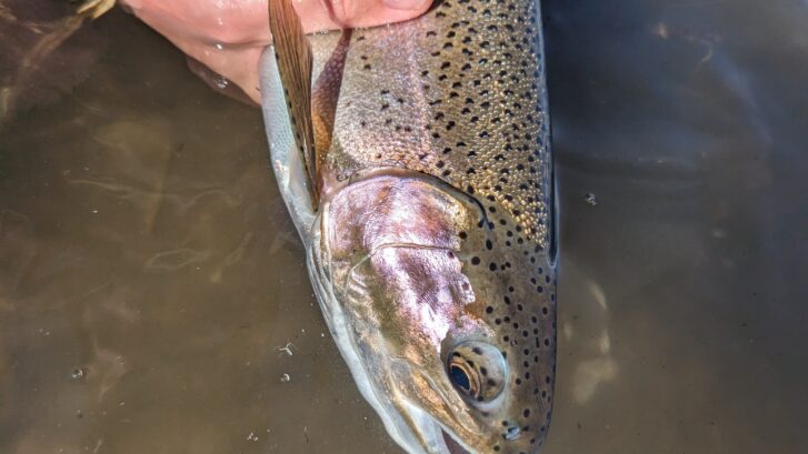 Large Upper Owens Rainbow in the water of the river - STM Fly Fishing BIshop CA